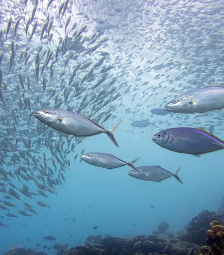 Thunnus obesus