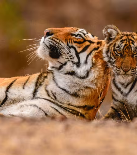 Tigre-et-son-petit-allongé