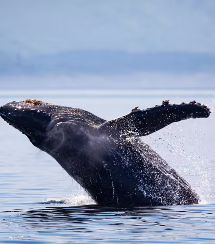 Baleine à bosse (Megaptera novaeangliae) sautant au large de l'île Kodiak, en Alaska