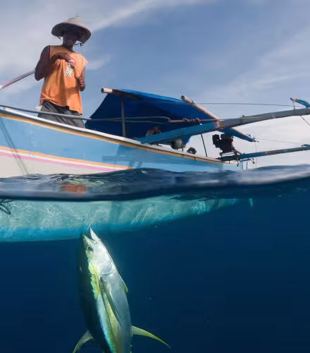 Petit bateau à balancier avec un pêcheur qui tire un thon à nageoires jaunes nouvellement capturé à l'aide d'une ligne et d'un hameçon. Gorontalo, Sulawesi du Nord, Indonésie