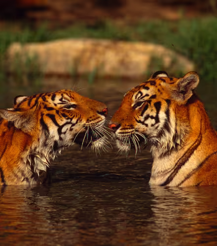 Tigres-Couple-Thailand