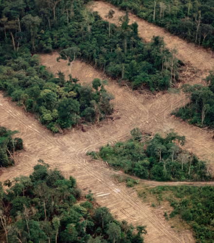 Déforestation Amazonie