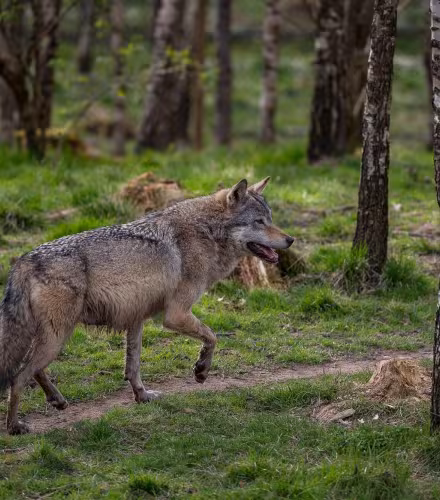 loup d'europe