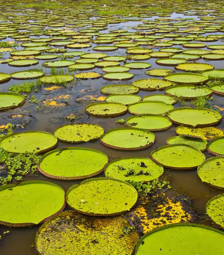 Nénuphars géants dans le Parc national du Pantanal Brésil ; Nénuphar géant (Victoria amazonica ou V. regia)