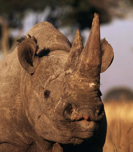 vertical - rhinocéros noir
