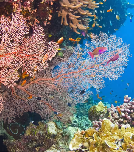 Coraux et poissons présents dans la Grande Barrière de Corail en Australie