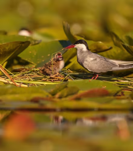Une guifette moustac (Chlidonias hybrida) et son poussin dans la Réserve nationale naturelle de Chérine, France