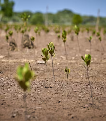 Champ de mangroves restaurées par des villageois malgaches (Madagascar)