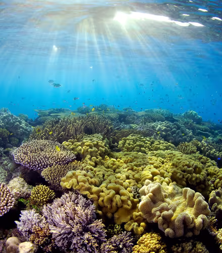 La lumière du jour illumine les coraux de la Grande barrière de corail, Queensland, Australie.
