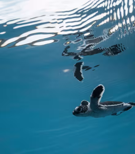 bébé tortue océan