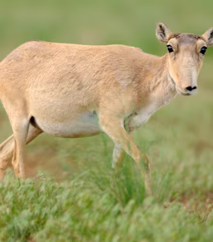 Portrait d'une antilope Saïga prise en Russie