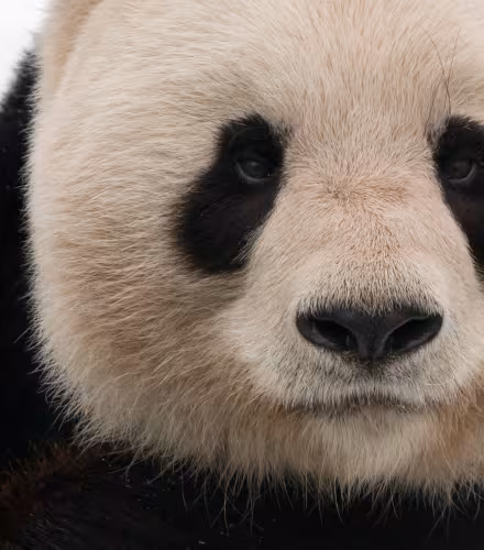 Portrait serré d'un panda géant adulte