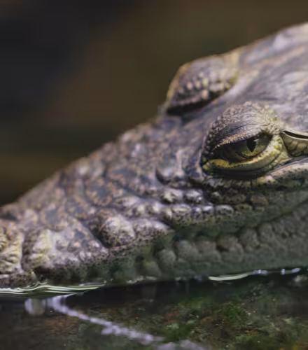 Crocodile de Morelet (Crocodylus moreletii)