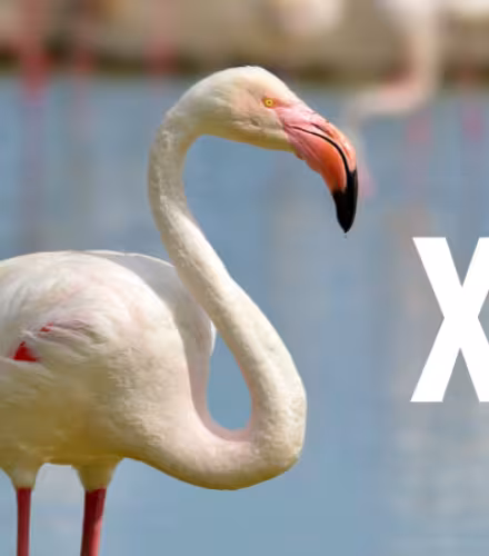 Flamant rose (Phoenicopterus ruber)