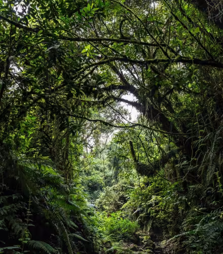Forêt du Bassin du Congo