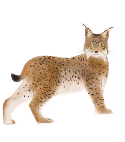 France Vivante - Lynx
