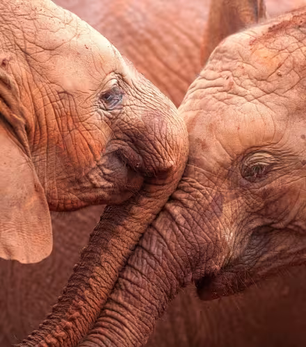 Deux éléphanteaux d'Afrique