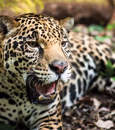 Jaguar (Panthera onca) allongé sur un sol boisé 