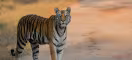 Tigre (Panthera tigris tigris) dans la réserve de tigres de Kanha, Madhya Pradesh, Inde.