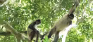 Singes à Yucatàn, Mexique