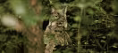 Lynx Boréal (Lynx Lynx)