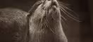 Loutre d'Europe