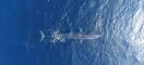 Vue aérienne d'un rorqual (Balaenoptera physalus) commun dans le Sanctuaire Pelagos, Méditerranée.