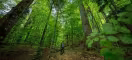 Forêt Maramures en Roumanie 