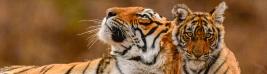 Tigre-et-son-petit-allongé